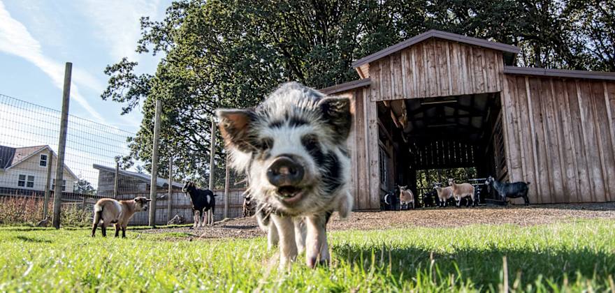 Petunia the pig greets visitors at Rosse Posse Acres in Molalla, Oregon