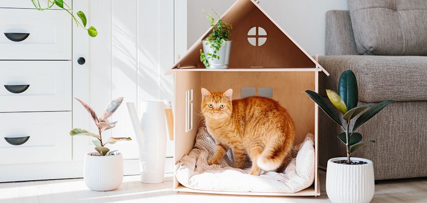 8 Household Items That Are Toxic to Pets
