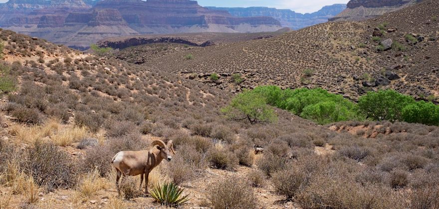 Desert bighorn sheep on the trail to Plateau Point in Grand Canyon National Park, Arizona