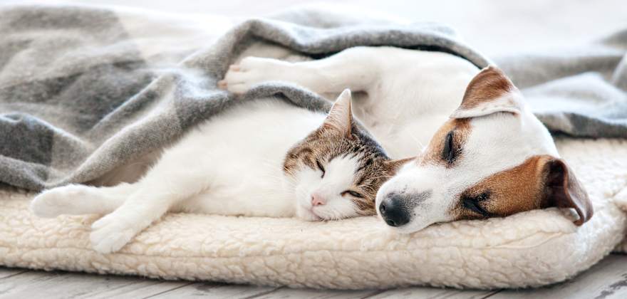 How to Pet-Proof Your Home