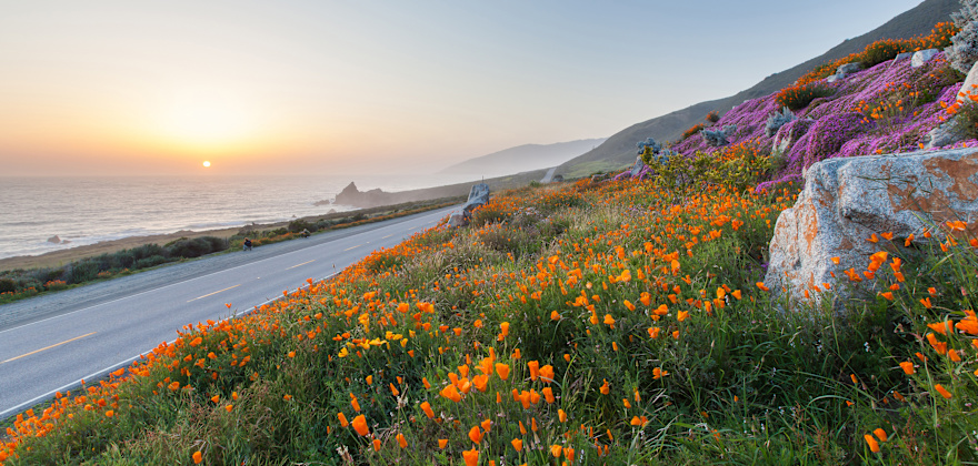 9 Spectacular Western Wildflowers and How to Identify Them
