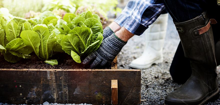 Step-By-Step Guide to Starting a Vegetable Garden