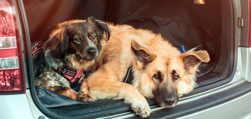 How to Keep Your Car Clean with Pets