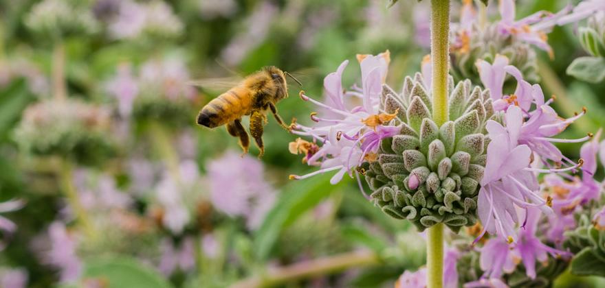How to Make Your Garden Bird- and Bee-Friendly