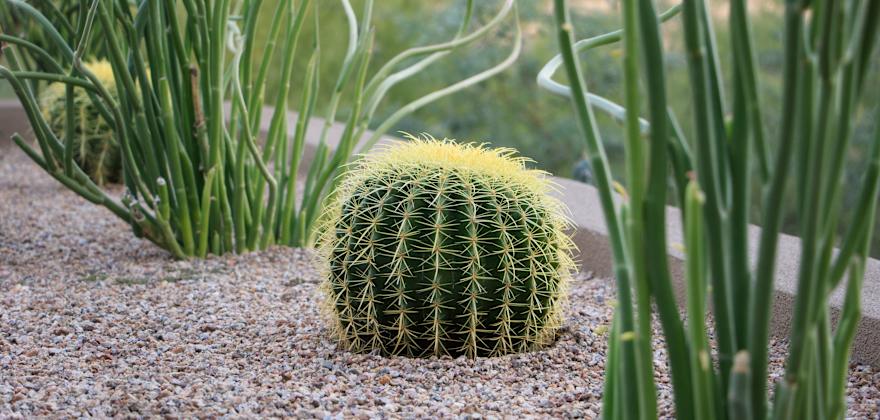 How to Make Your Yard More Fire Resistant
