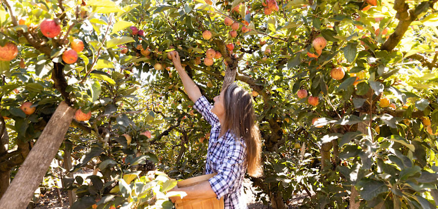 Favorite Apple Picking Spots in the West