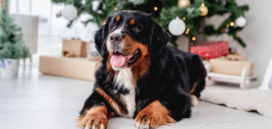 How to Pet-Proof Holiday Decorations