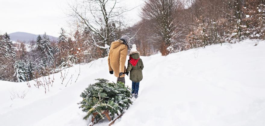 A girl and her grandfather bring home their freshly cut Christmas tree on a sled across a snow covered landscape.
