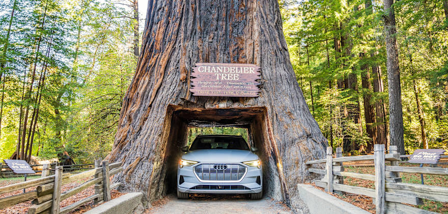 Highway 101 Redwood Road Trip