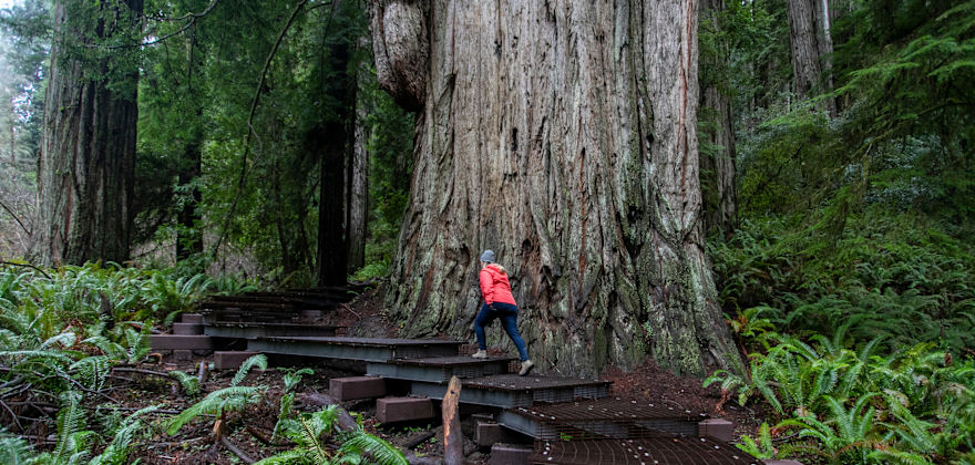 Explore Jedediah Smith Redwoods State Park