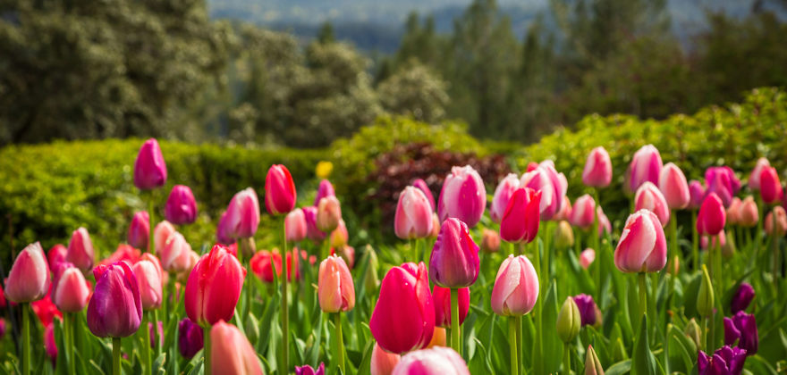 Favorite Gardens in the West