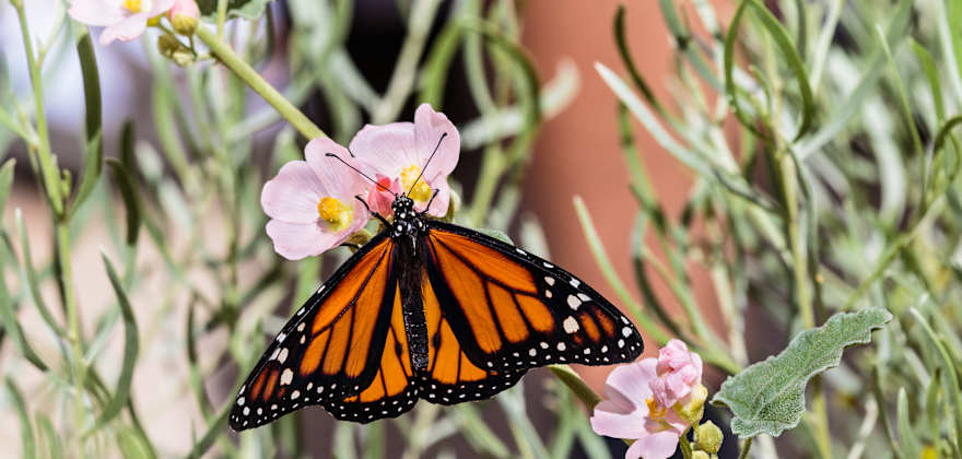 How to Help Save the Western Monarch Butterfly