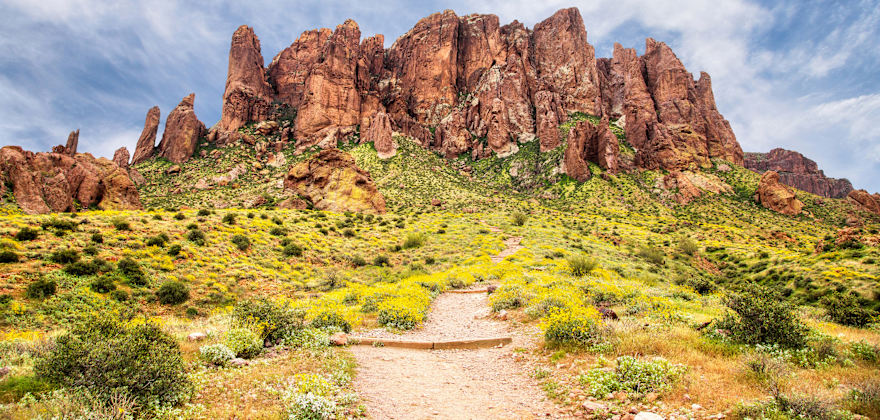 Best Places to See Wildflowers in Arizona