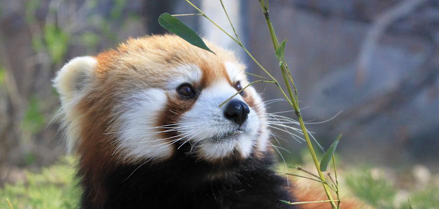 What&#x27;s New at Zoos and Aquariums in the West