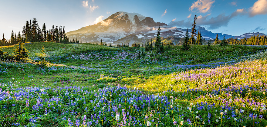 10 Best Places to See Alpine Wildflowers in the West