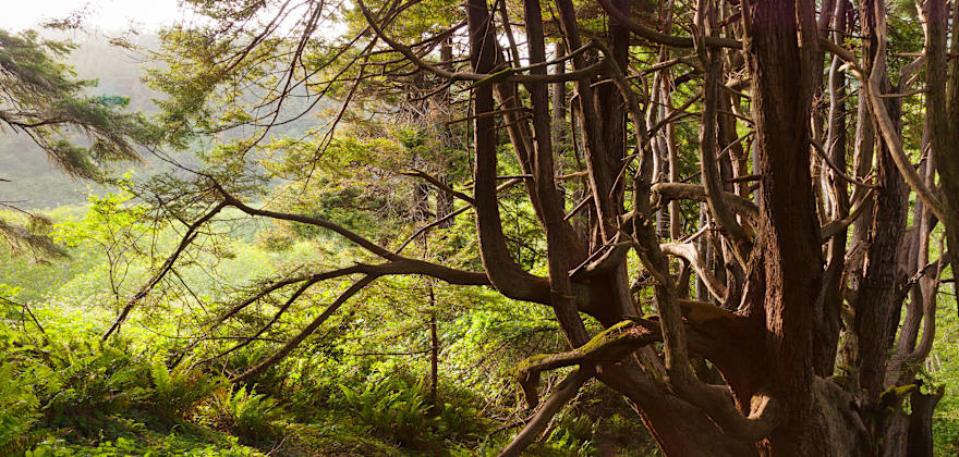 Hiking the Peter Douglas Trail to Shady Dell in Mendocino County