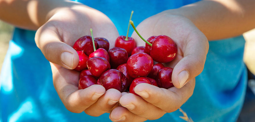 Best Summer Fruit U-Pick Spots