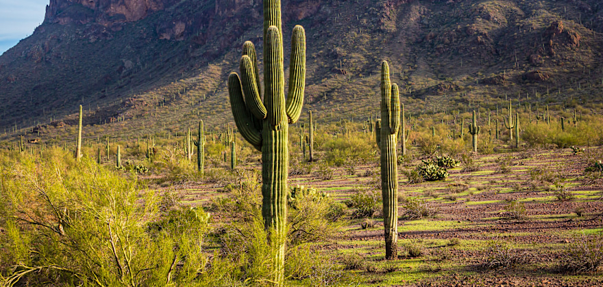 Patches of grass emerge in the Sonoran Desert in early Spring at Pichacho Peak State Park near Tucson, Arizona.