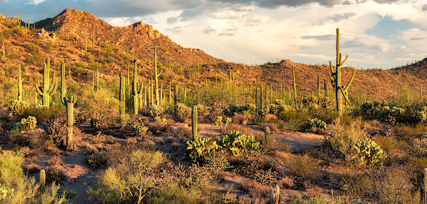 Cacti and other desert plants grow in Tucson's Saguaro National Park underneath a cloudy sky.