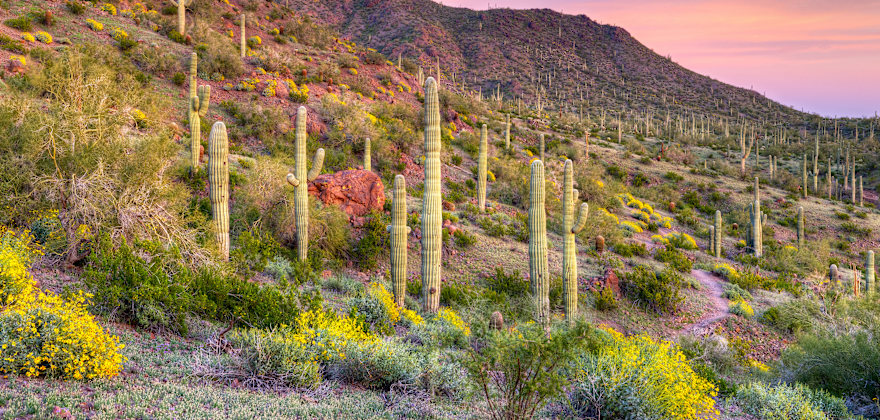 Where to See Wildflowers in the West