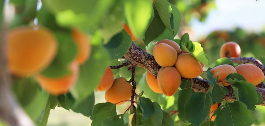 7 Favorite U-Pick Farms in the West