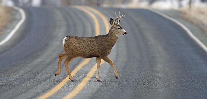 Are These the Solution to Ending Animal Collisions?