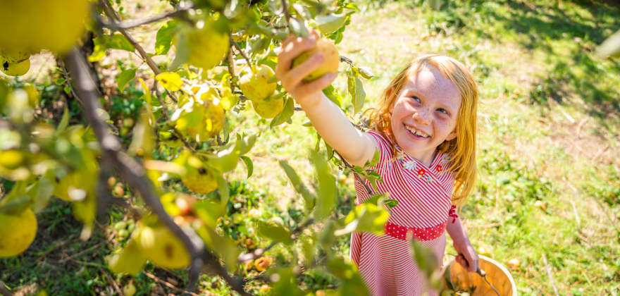 A girl picks apples at 24 Carrot Farms in Placerville, California.