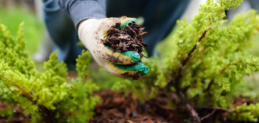 6 Reasons Your Garden Needs Mulch