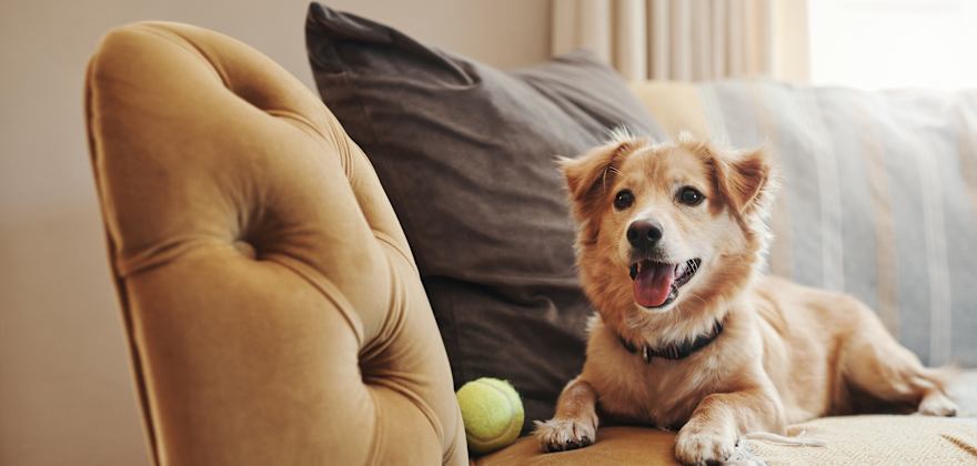 A medium-sized dog lounges on a tan couch with a tennis ball.