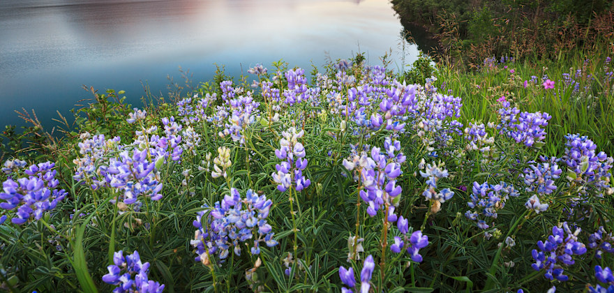 purple flowers are seen in the foreground in front of a lake and majestic reddish mountains