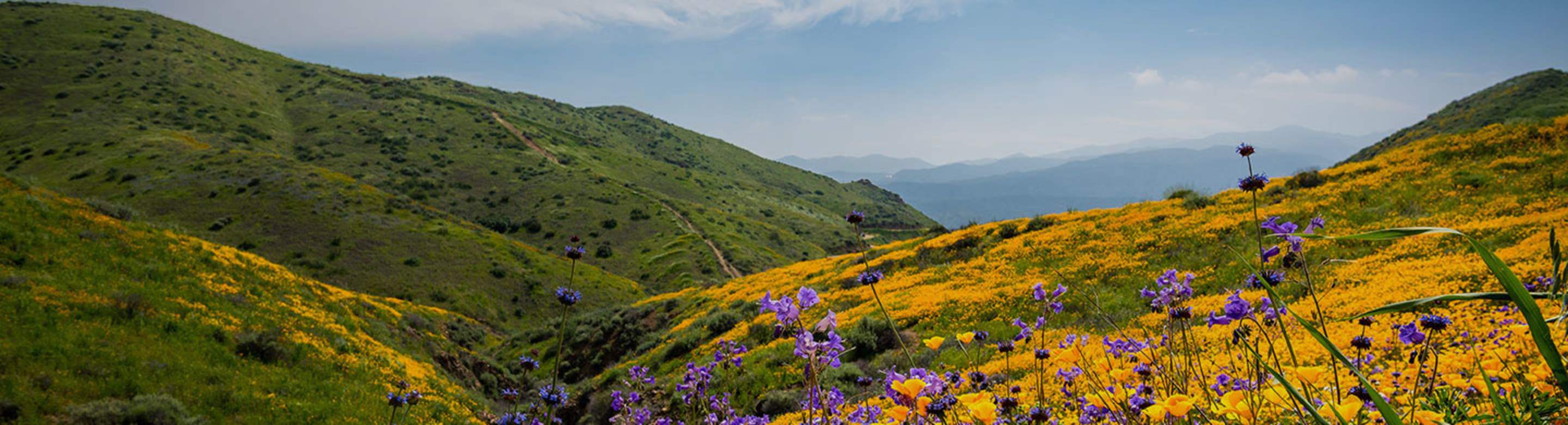 Wildflower field