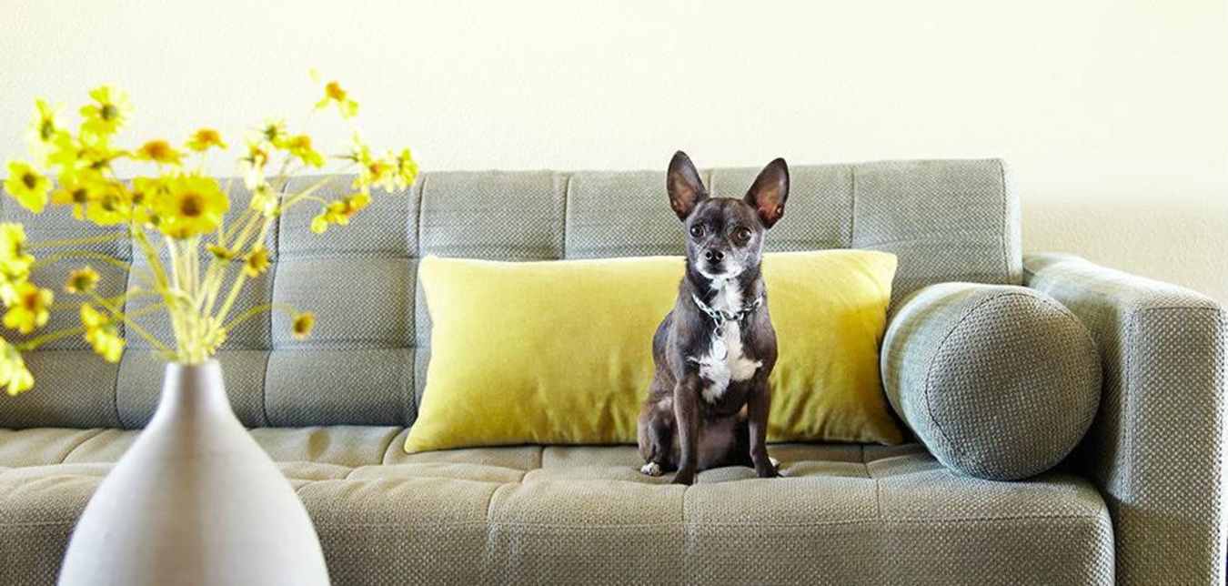 dog sitting on couch in AAA Renters Insured apartment