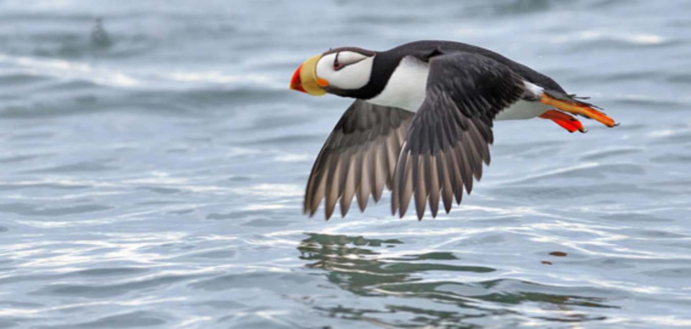 see puffins on alaska vacations