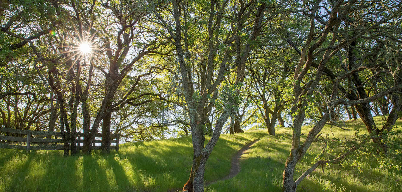 Briones Regional Park in spring.