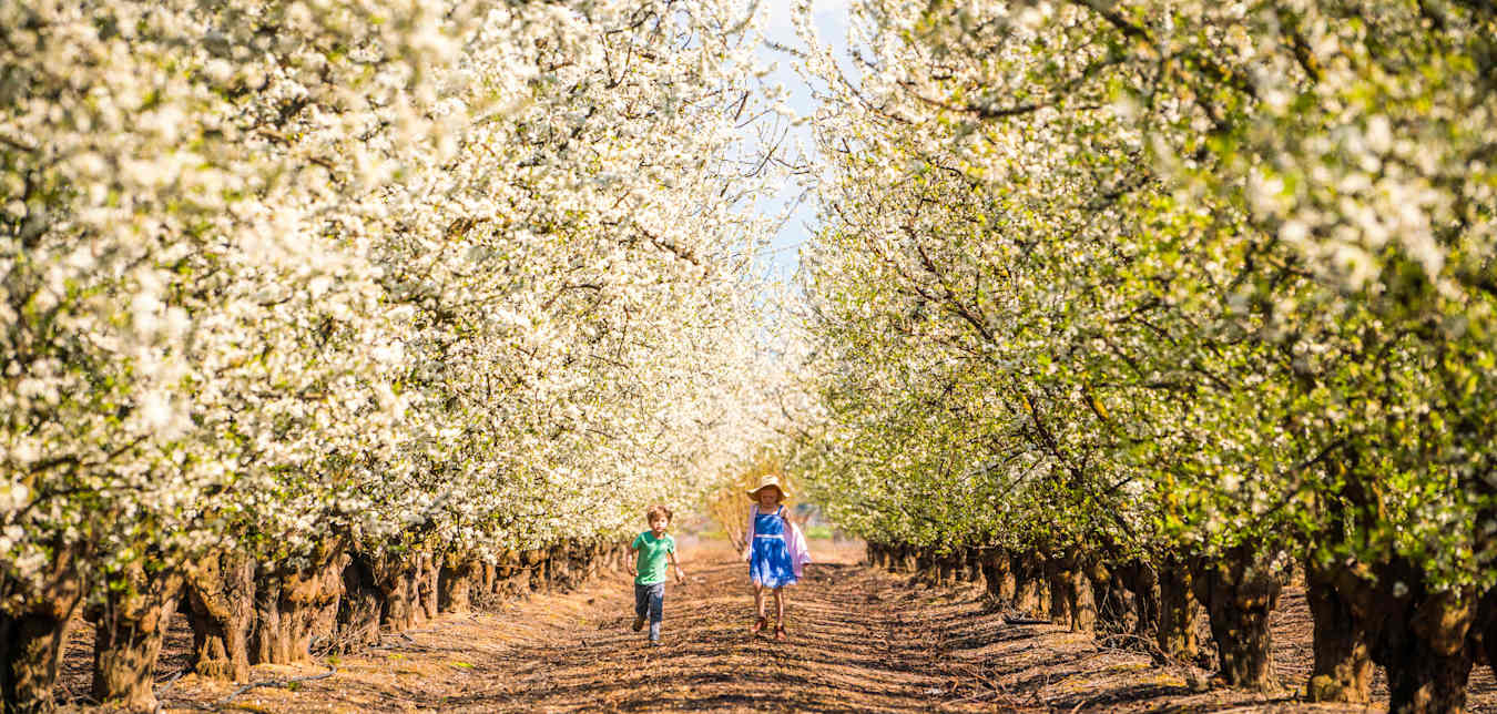 Flowering trees on the Fresno Bloom Trail.