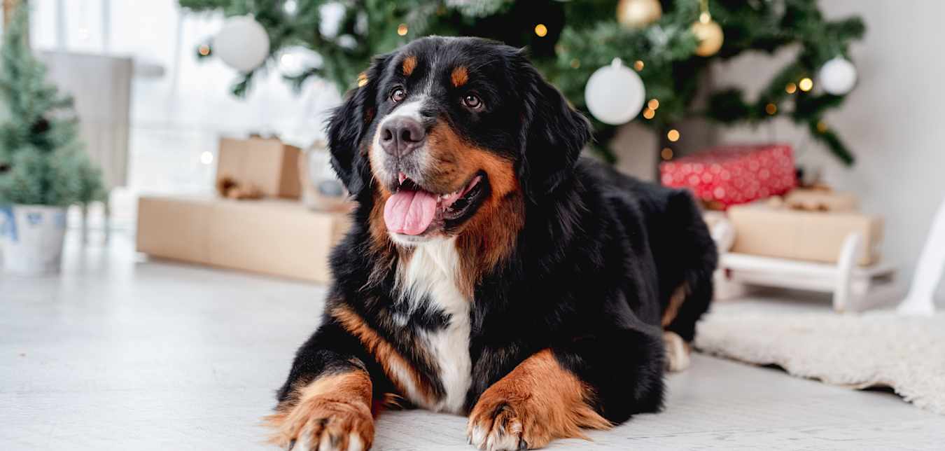 A Bernese mountain dog lounges in front of a Christmas tree.