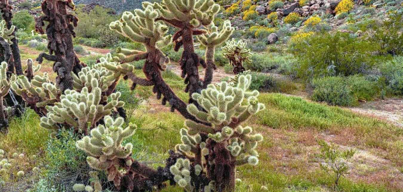 Cholla cacti in Arizona's White Tank Mountain Regional Park.