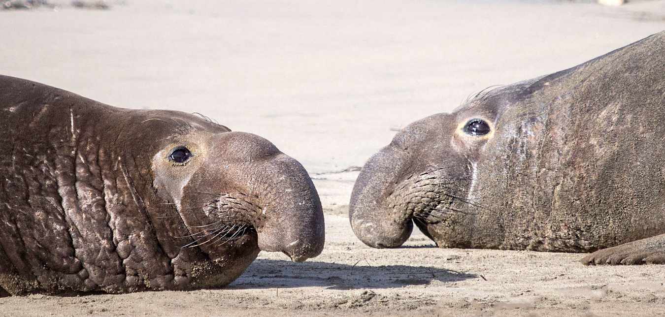 Elephant seals on the beach at Ano Nuevo State Park  in San Mateo County, California.