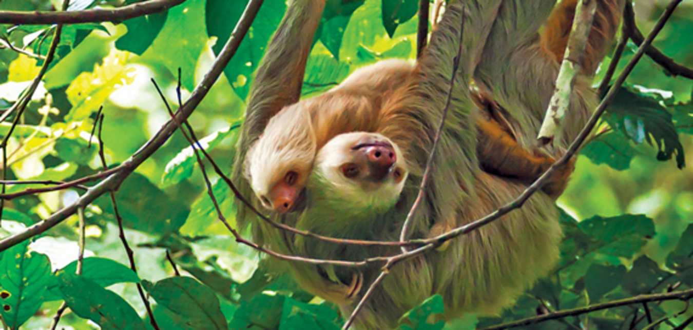 family travel options include trips to costa rica where you might spot a sloth