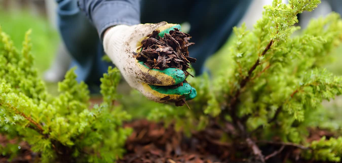 A gardener adds a handful of mulch under small juniper bushes.