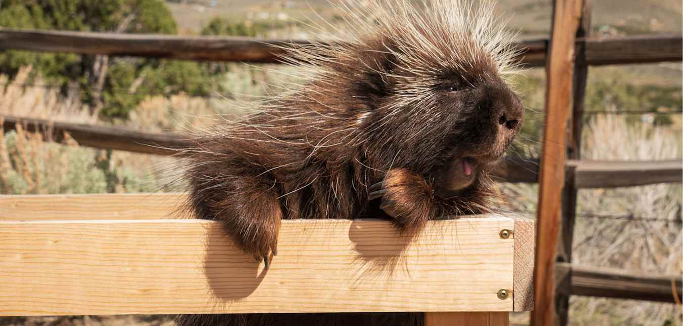 A quillber at Animal Ark in Reno, Nevada rides in a wagon.