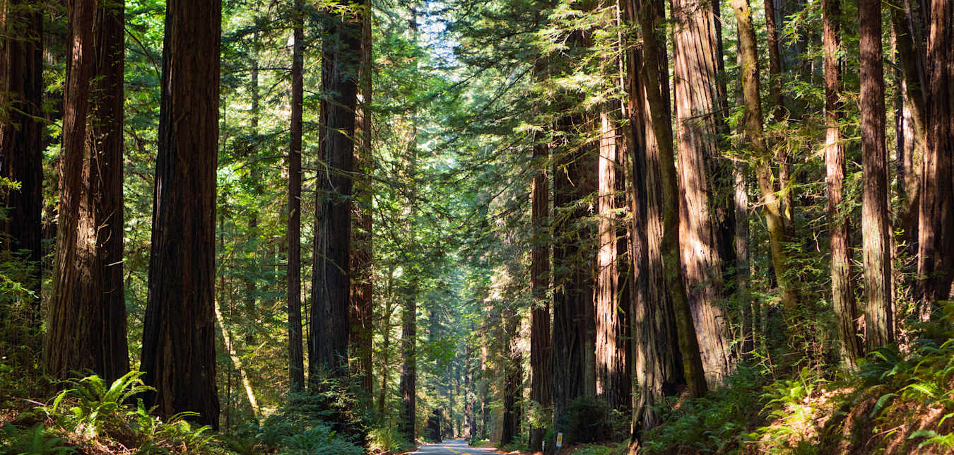 Avenue of the Giants cuts through a redwood forest in Humboldt County, California.