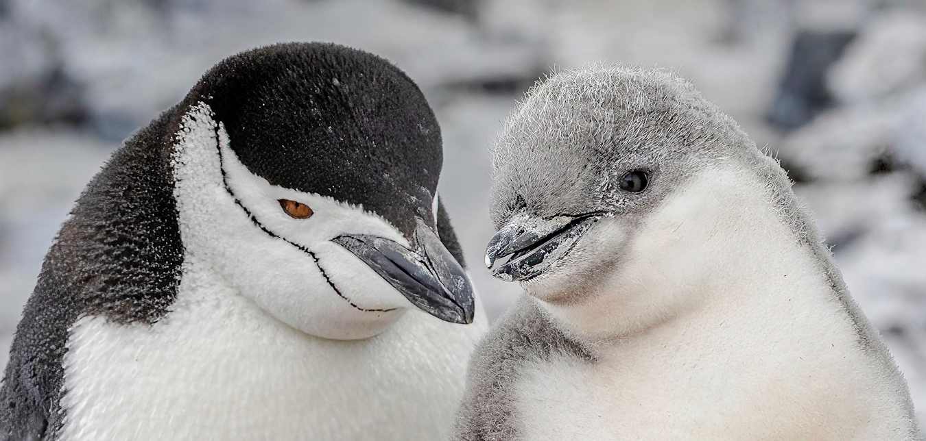 see penguins in antarctica on an HX cruise