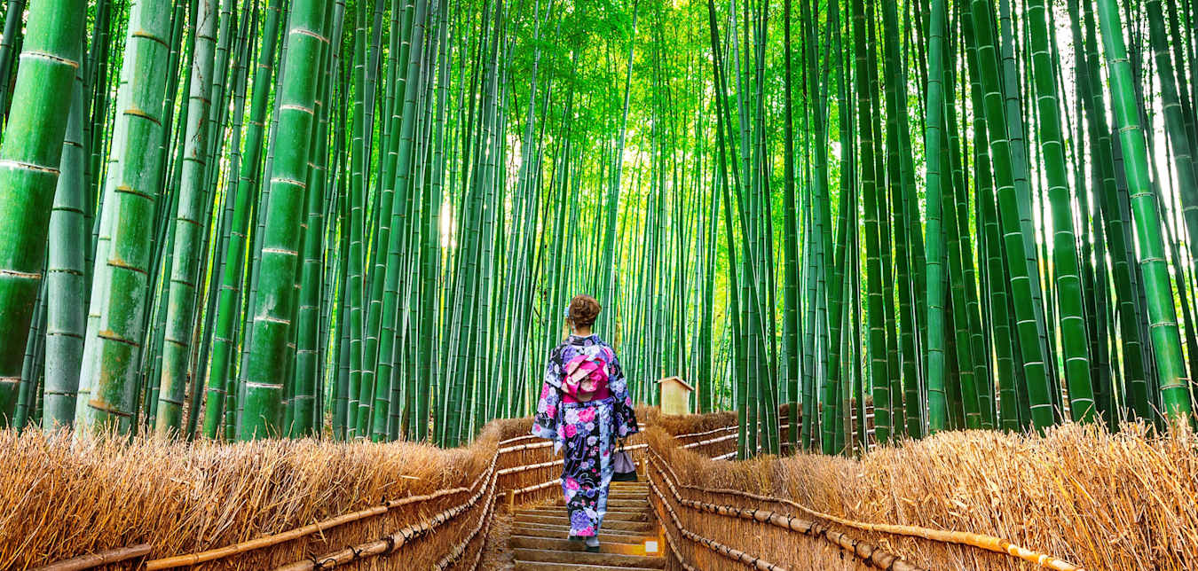 bamboo forest in japan