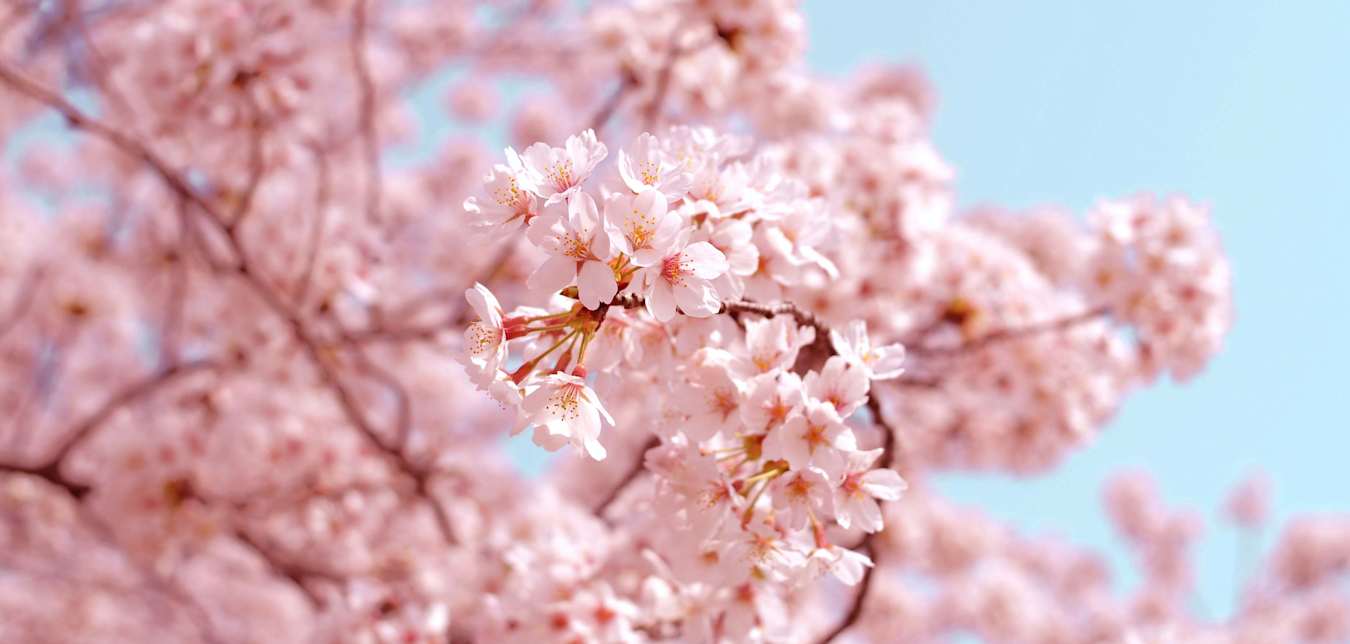 cherry blossoms in japan