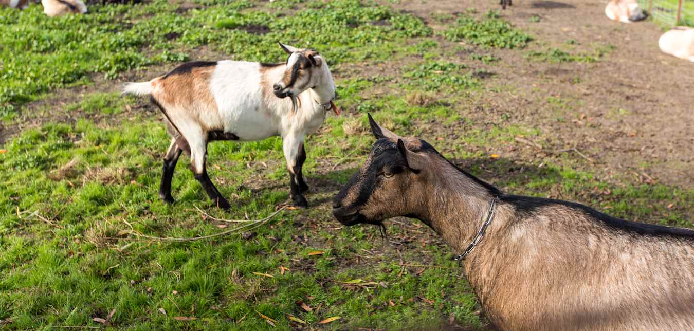 A herd of goats in a pasture. 