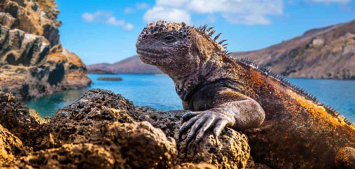 iguana in galapagos