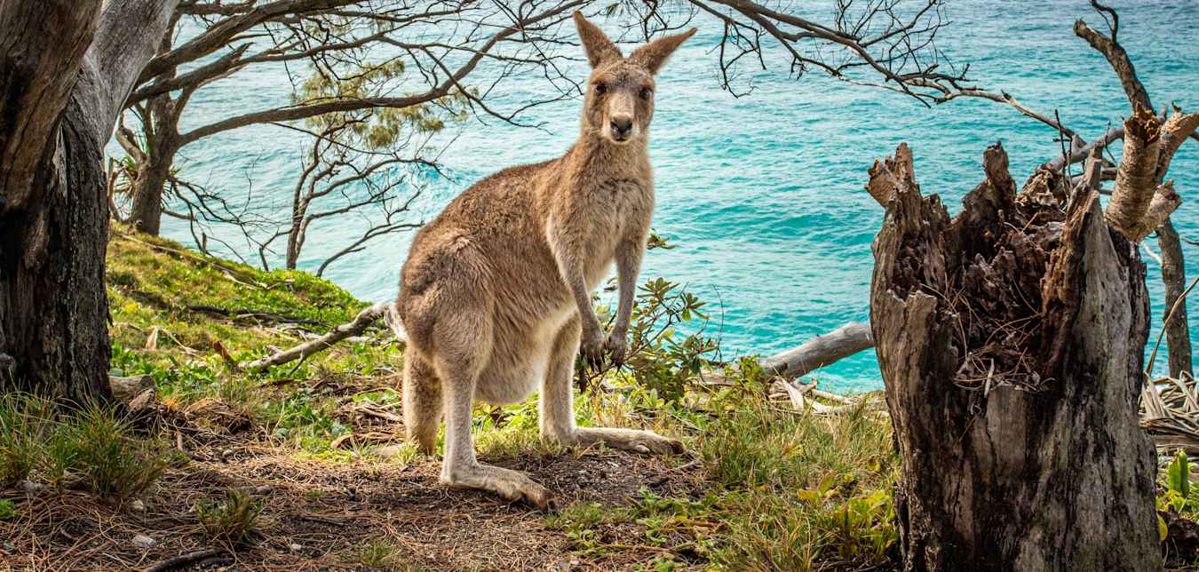 kangaroo on a beach in australia