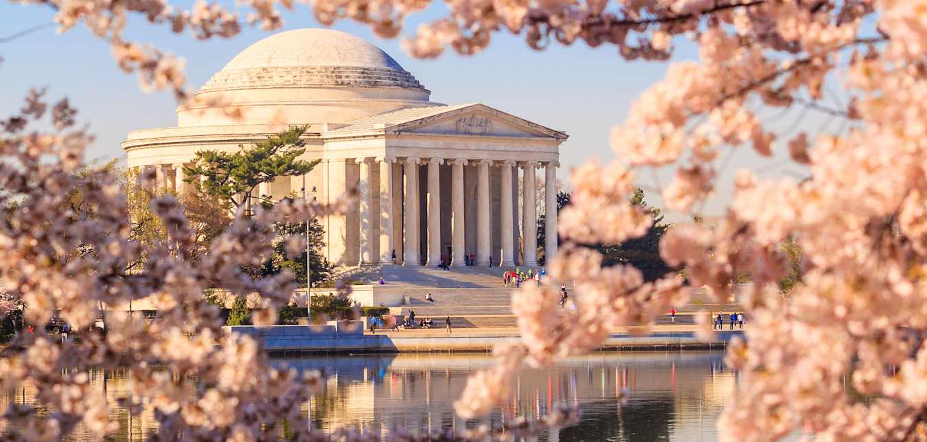 cherry blossoms and the jefferson memorial