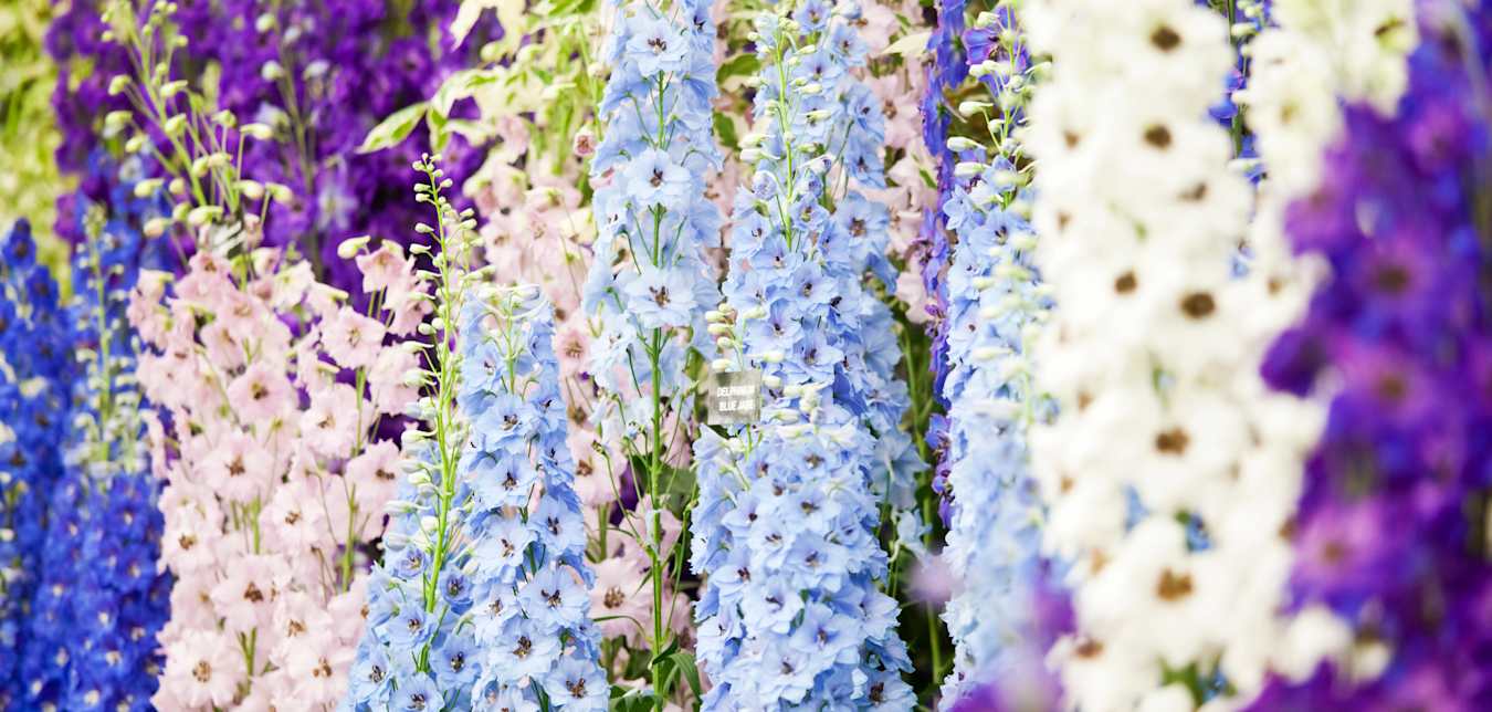 flowers at chelsea flower show